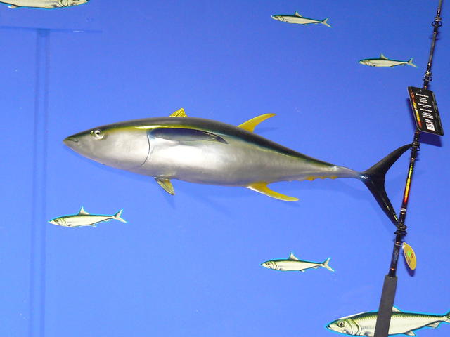 yellowfin tuna for sale